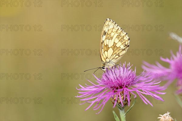 Marbled white