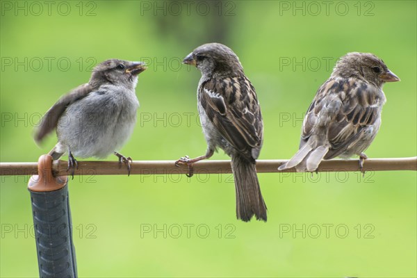 Tree sparrows