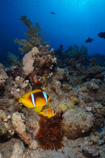 Pair of red sea clownfish