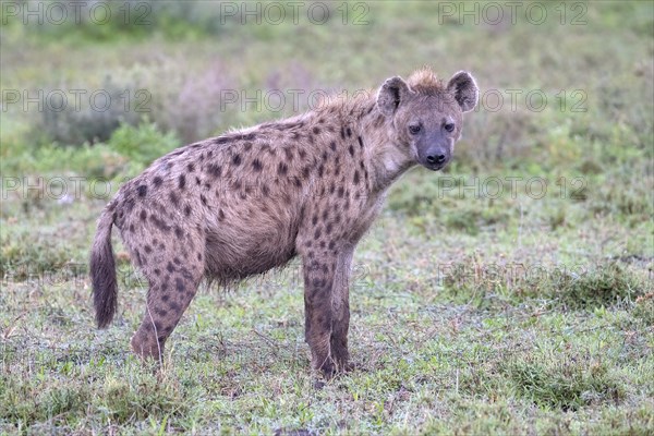 Spotted hyena