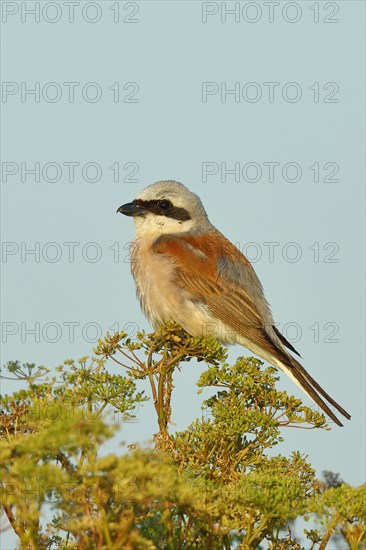 Red-backed Shrike