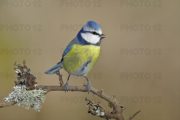 Blue tit