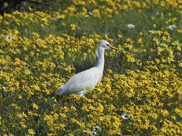Yellow-billed egret