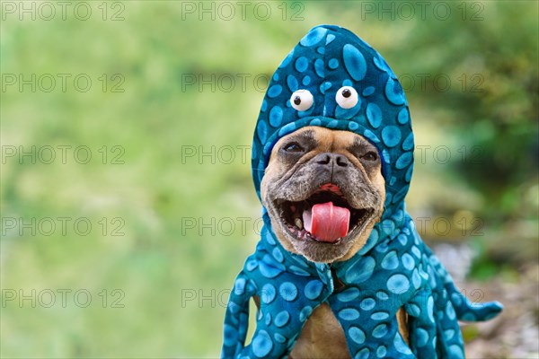 Funny French Bulldog dog wearing octopus Halloween costume