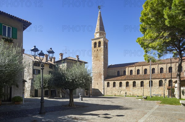 Olive trees at Campo Patriarca Elia with Basilica Sant Eufemia