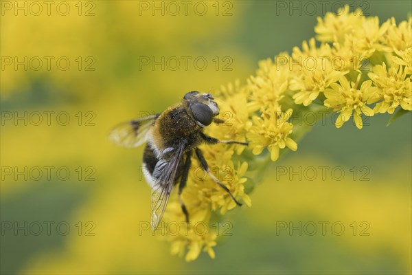 Bumblebee wedgewing