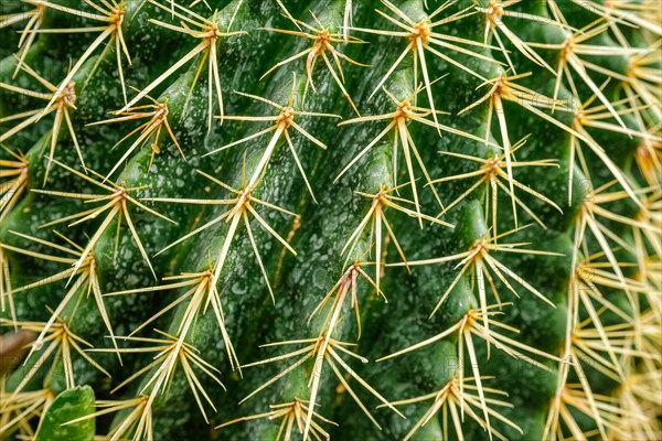 or Kroenleinia grusonii also known as golden barrel cactus