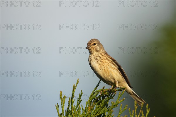 Linnet