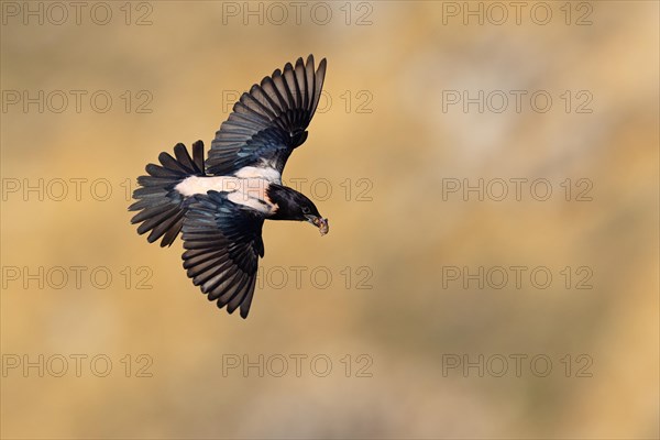 Roseate starling