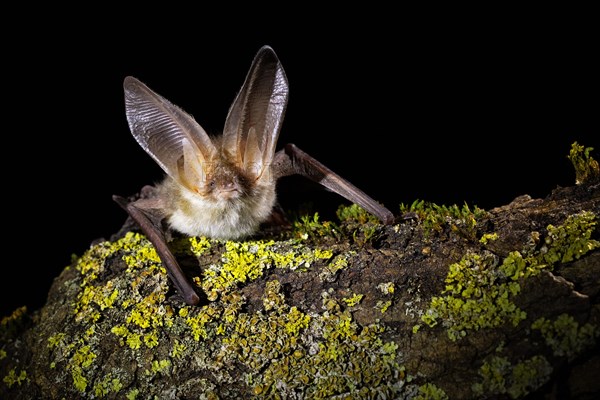 Brown long-eared bat