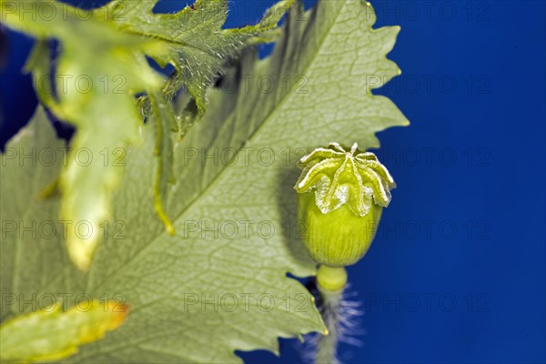 Leaves and capsule of the opium poppy