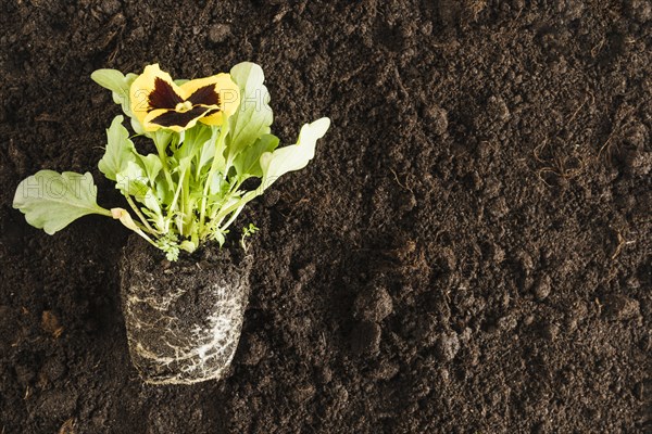 Yellow pansy flower plant fertile soil