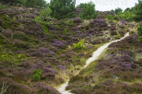 Dune walk on the North Sea island of Terschelling