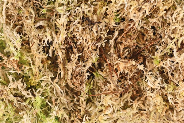 (Sphagnum) moss used for plant propagation, orchid flower soil or terrariums