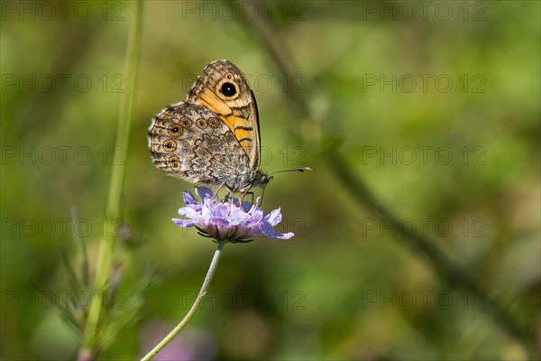 Wall brown