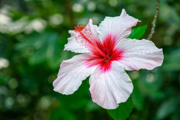 (Hibiscus syriacus) tropical white flower in a garden close up. It is a national flower of South Korea