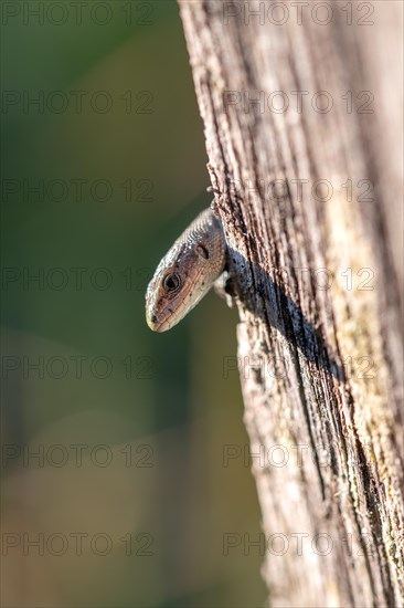 Viviparous lizard