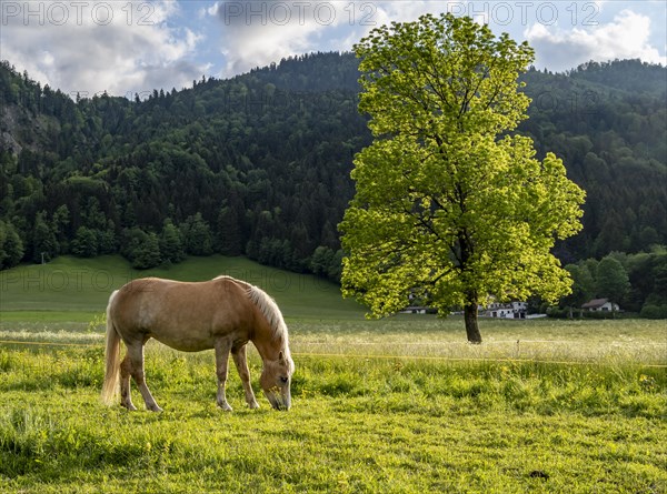 Haflinger horse