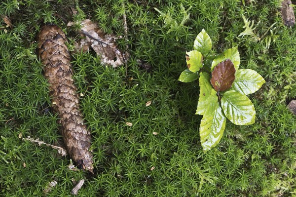 Young copper beech