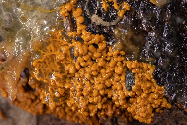 Slime mould Plasmodium multinucleate gelatinous orange mass on tree trunk