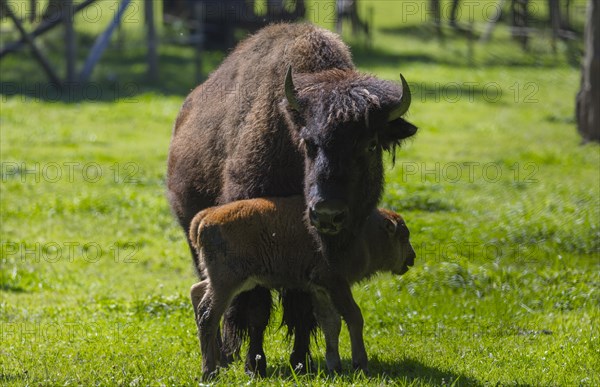 Bison cow protects her young