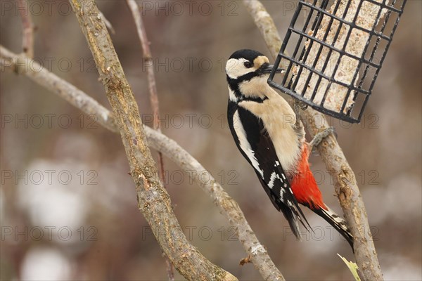 Great spotted woodpecker