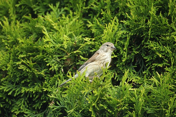 Linnet