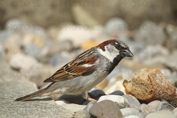 House sparrow