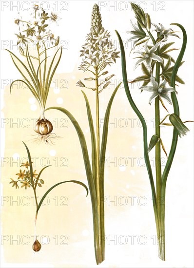 (Ornithogalum umbellatum), diet-bird's milk, Ornithogalum pyramidale, Pyramid bird's milk, Forest yellow star (Gagea lutea), also common yellow star, common gold star, nodding bird's milk, Ornithogalum nutans L., Honorius nutans, also nodding bird's milk, Historic, digitally restored reproduction from a 19th century original