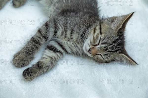 Nine-week-old tabby kitten sleeping