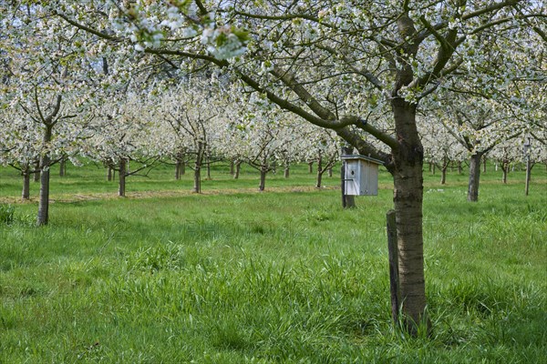 Cherry tree