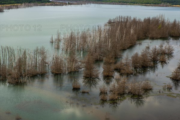 Trees in Lake Sedlitz