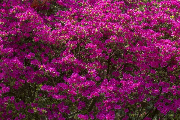 Red flowering azalea