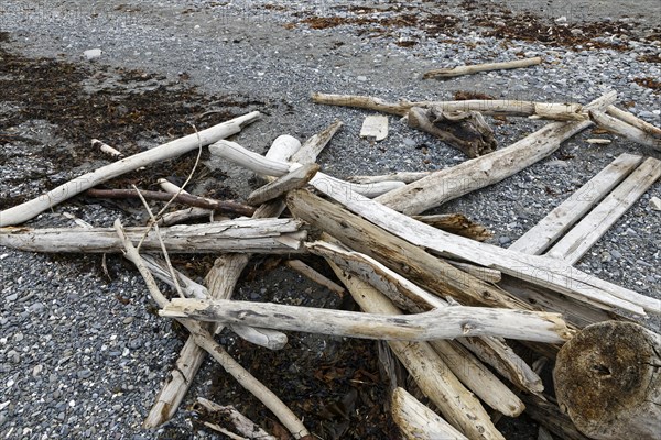 Driftwood on the beach