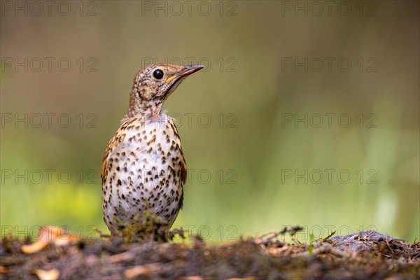 Song Thrush