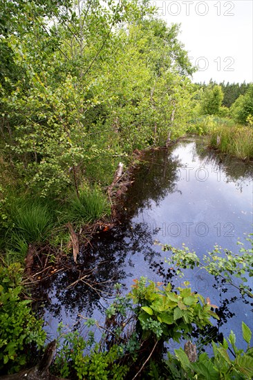 European beaver