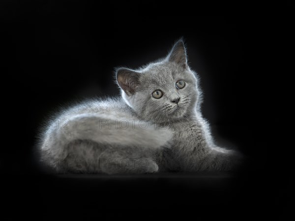 British Shorthair male