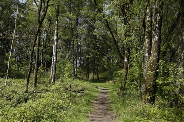 Forest path