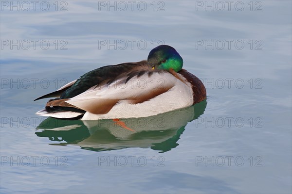 Mallard