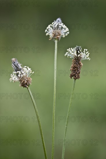 Ribwort plantain