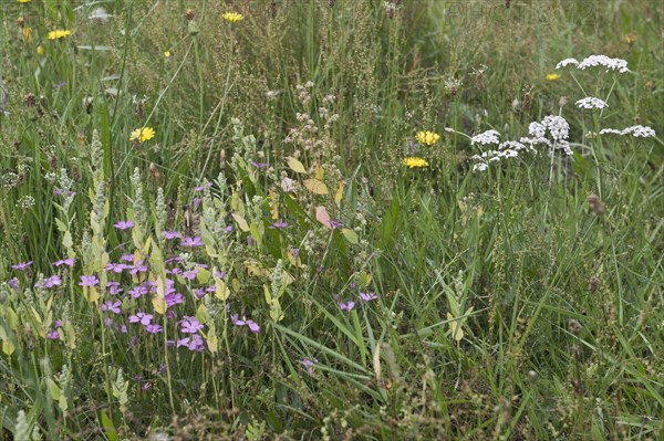 Wildflower meadow with hawkweed