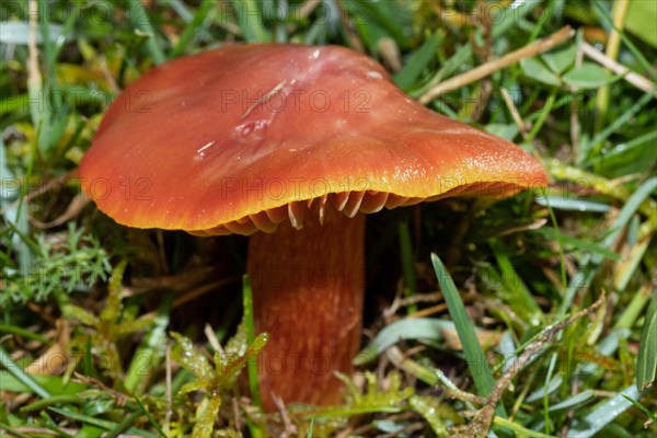 Cherry red sapling Fruiting body with cherry red cap and stalk in green grass