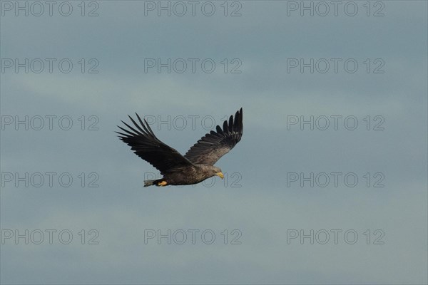 White-tailed eagle with open wings flying right looking against blue sky