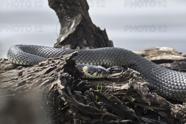 Grass snake