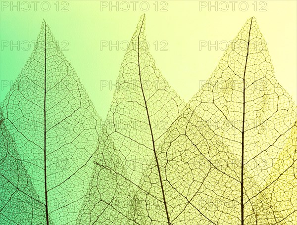 Top view colored see though leaves lamina