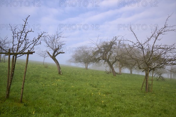 Orchard meadow