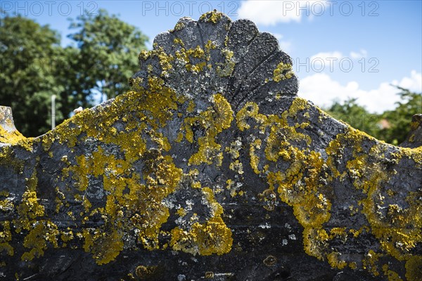 Lichen on a gravestone
