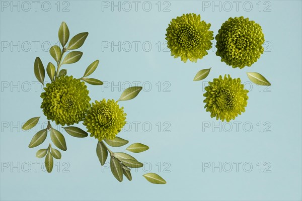 Flat lay spring daisies with leaves