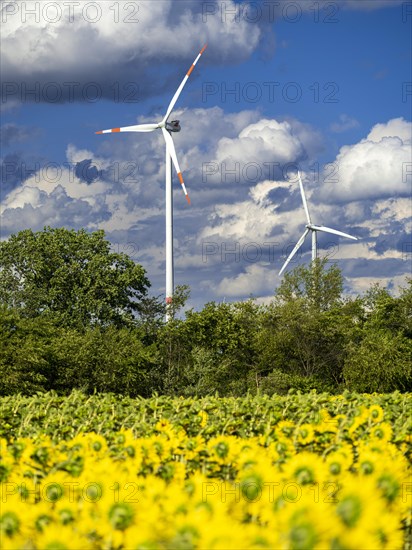 Wind turbines behind a field with sunflowers at Partwitz Lake