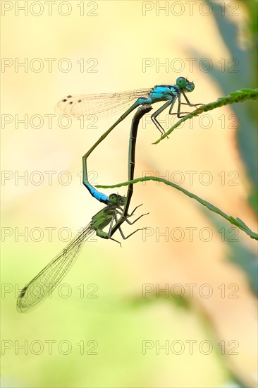 Azure damselfly